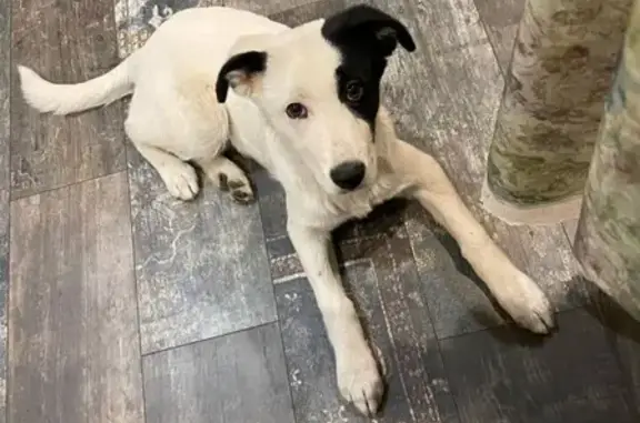 Собака найдена на шоссе Энтузиастов, Балашиха