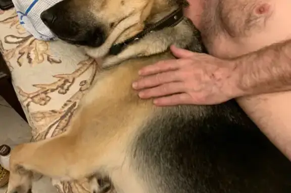 Собаки потеряшки, Москва, фото: Потеряшка Рекс на Вишняковском шоссе