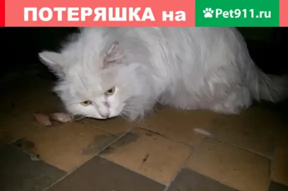 Пропал крупный белый кот на ул. Ленинградская, Азов