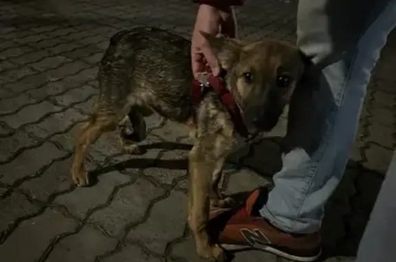 Найден щенок на ул. Карла Маркса, 99А, Хабаровск