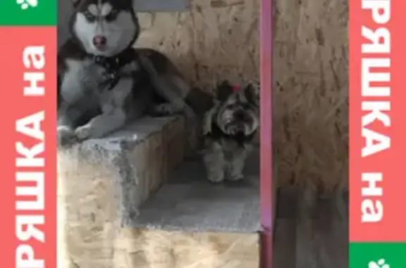 Потерянные животные Новокузнецк, фото: Пропала собака Хаски на Херсонском проезде 30