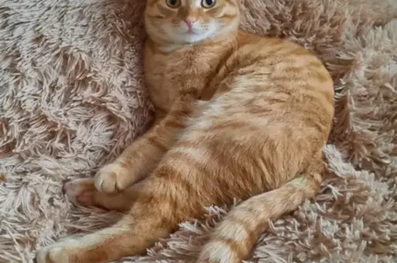 Кошки потеряшки, Тюмень, фото: Потеряшка кошка и красивый котик на Первомайской, Тюмень