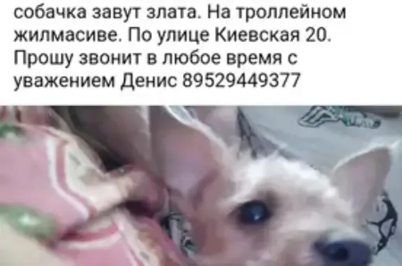 Пропала собака Злата на Киевской, Новосибирск