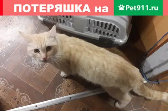 Найдена кошка: Щелковский проезд 7к1, Москва
