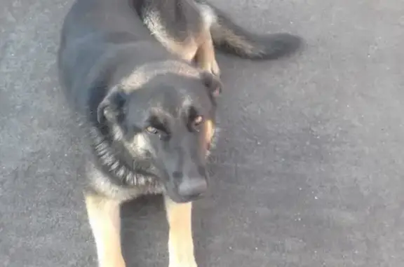 Собака Собачка найдена на ул. Чапаева, 37