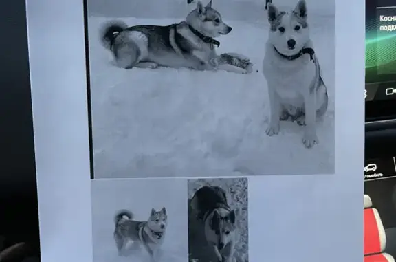 Собаки потеряшки, Санкт-Петербург, фото: Потеряшкаи 2 собаки похожие на хаски и дворняг, Комарово, Озёрная улица