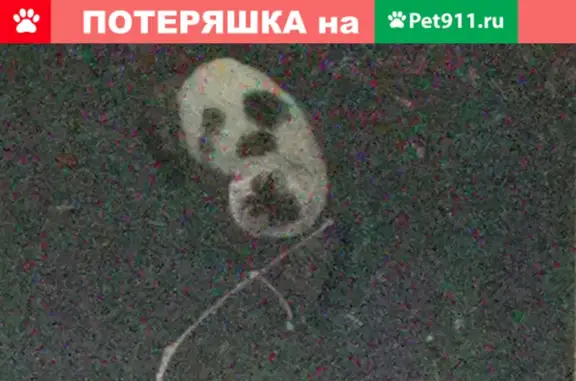 Найден домашний кот на улице Пестеля в Москве