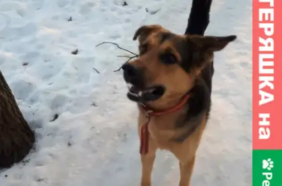 Найдена домашняя собака на Московском проспекте, Воронеж