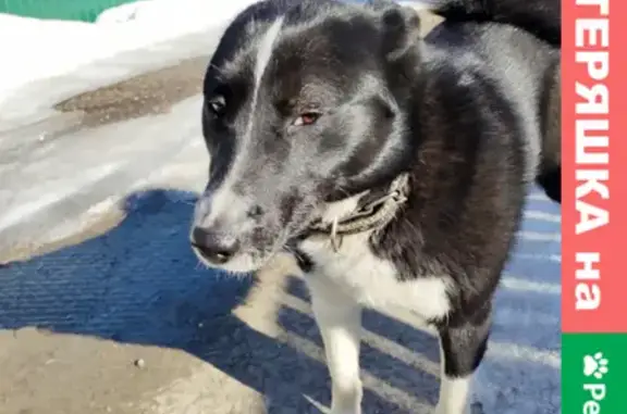 Собака найдена в деревне Ореховка, Калужская область