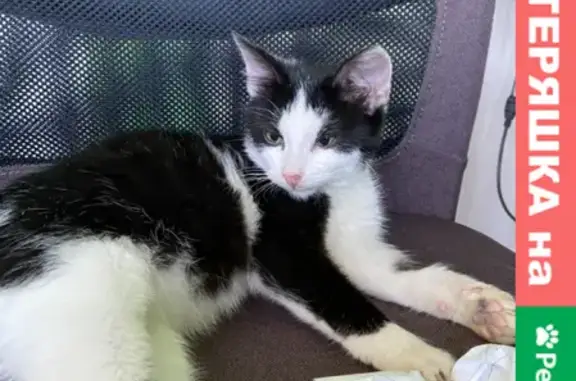 Найдена черно-белая кошка в Деме, ищет хозяев