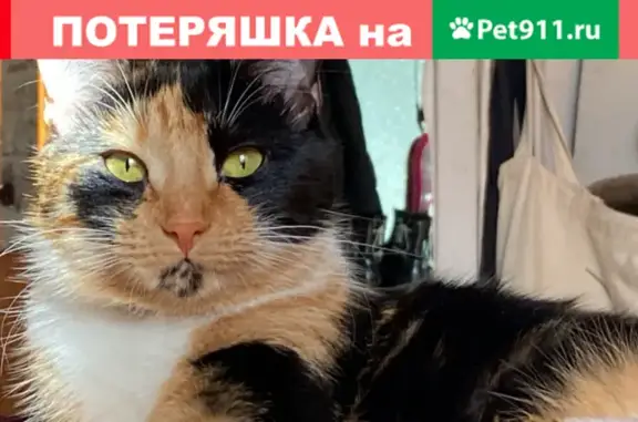 Кошки потеряшки, Санкт-Петербург, фото: Потеряшка кошка Софа с ошейником в Санкт-Петербурге, Купчинская, Забалканский проезд.