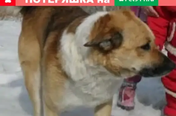 Пропала собака Балу на 6-й Сахалинской, Иваново