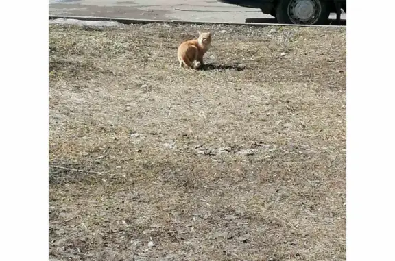 Найдена кошка возле м. Нагатинская, Варшавское шоссе