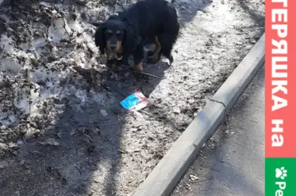 Найдена собака в районе Северный, ищем хозяина