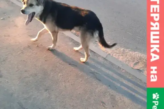 Найдена собака на Октябрьской площади в Россоши.