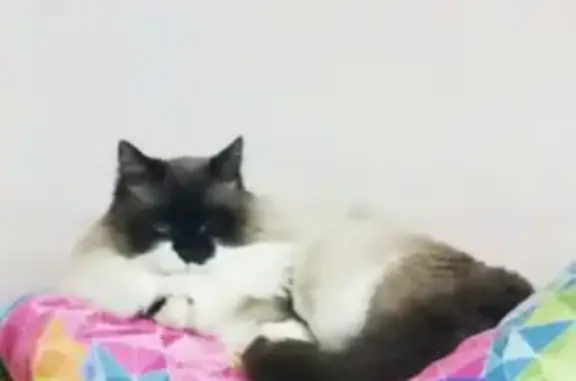 Пропал кот Сема в Новолесном, вознаграждение гарантировано