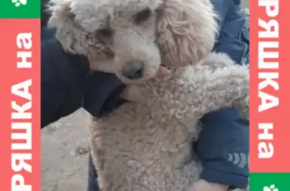 Найдена белая собака на ул. Донподход 2, Ростов-на-Дону