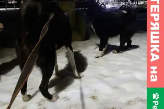 Найдена собака Лайка в Ярославской области