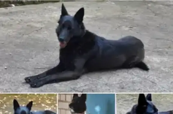 Пропала собака Нева в Новоглаголево, помогите найти!