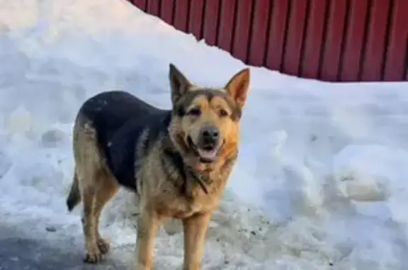 Найден пёс в Лесколовском поселении