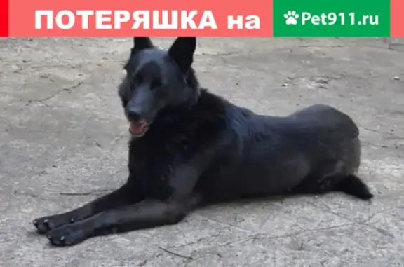 Пропала собака в Наро-Фоминском ГО, д. Мишуткино
