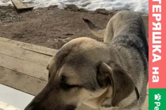 Найдена собака в ЛО, ищет хозяина: адрес и контакты.