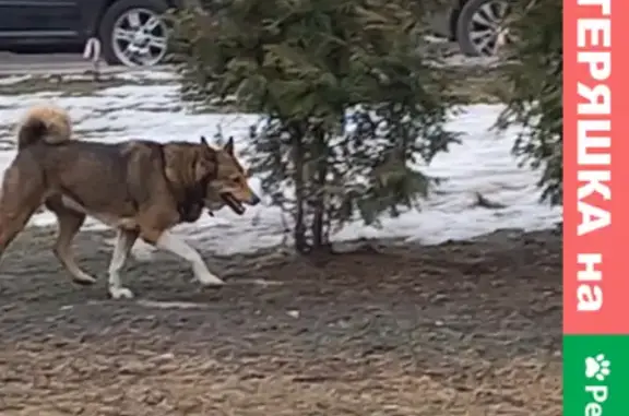 Потеряшка кобель на Полкова, 1, Боровицкая улица