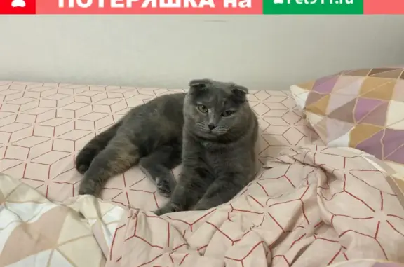 Найдена кошка на ул. Энергетиков, 51, Тюмень