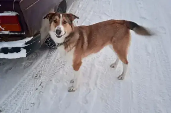 Пропала собака Дина на ул. Гагарина, 47