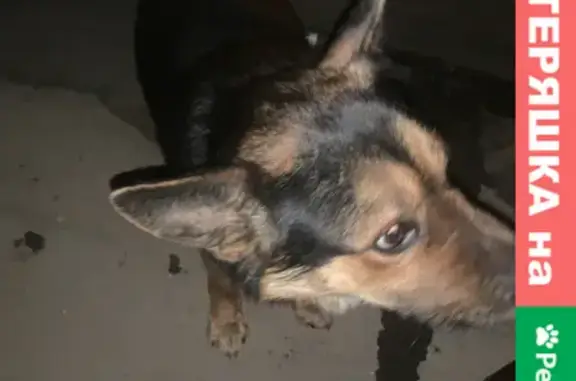 Потерянный пёс на улице Коммуны, 48 в Твери