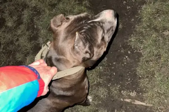 Найдена собака на Парусной ул. в Краснодаре