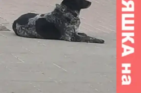 Найдена собака на Вольной улице, Соколиная Гора