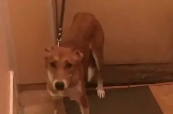 Собаки потеряшки, Санкт-Петербург, фото: Потеряшка собака в СПб, Калининский район: Фруза, номер телефона 89533716755