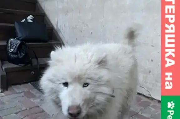 Собака найдена на ул. Рыбинская, Н. Новгород