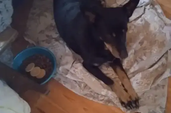 Пропала собака Дези в Митяево, Наро-Фоминский район, Московская область