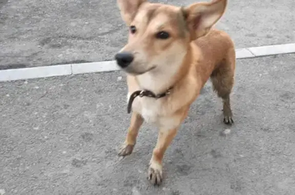 Найдена собака в районе Западного Луча, Челябинск