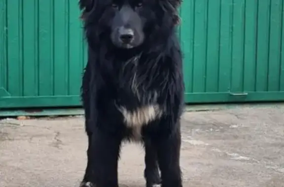 Найдена чёрная собака возле дома на Алтуфьевском шоссе 40