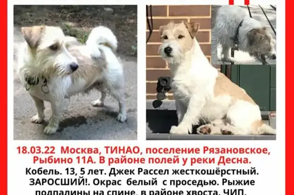 Пропала собака Вуди в Рязановском поселении, Москва