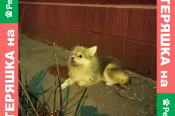 Найдена собака на Волжском бульваре 42