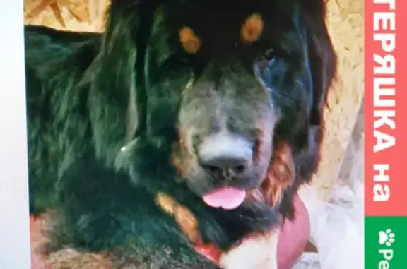 Пропала собака Тибетский мастиф в Новолядинском поссовете