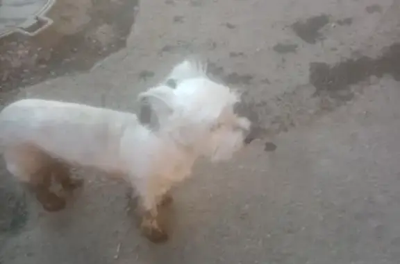 Найдена белая собака, радужный 142, Иркутск