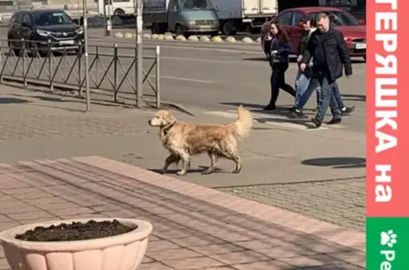 Пропала собака на ул. Радищева, Курск