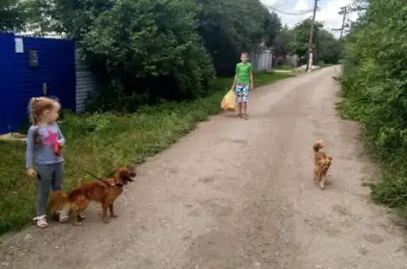 Пропала собака Зевс в Зубчаниновке, улица Аэрофлотская, 44, Самара.