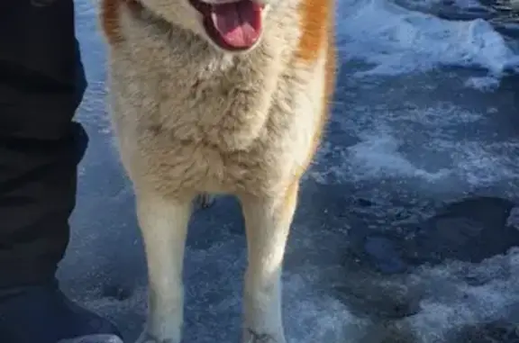 Собака Хаски на Олимпийской ул. в Самаре.