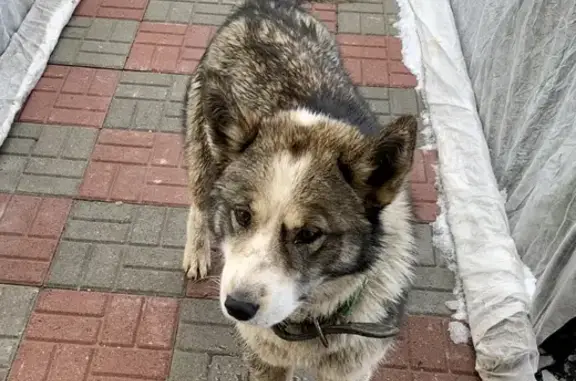 Собака Кобель найдена в Олбово.
