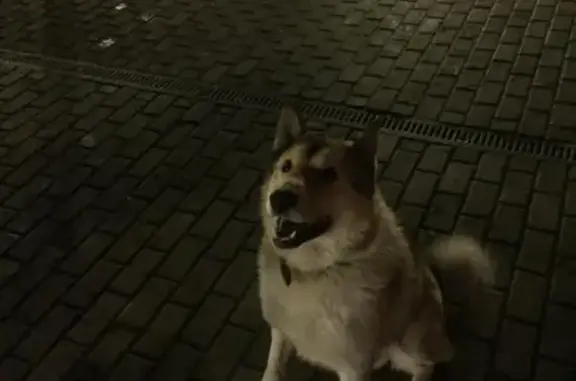 Пропала собака БАЙ на Советской улице
