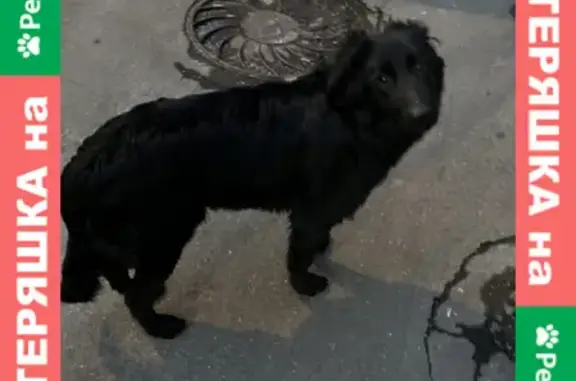 Найдена чёрная собака на Карельском бульваре