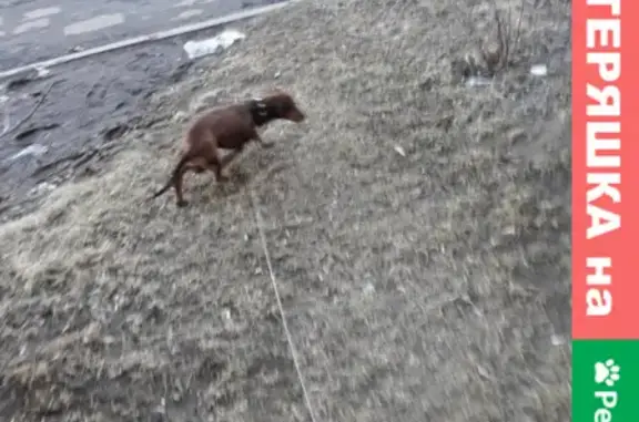 Собаки потеряшки, Нижний Новгород, фото: Потеряшка собака Оскар на улице Лазо, Нижний Новгород