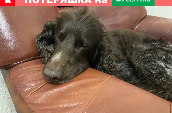 Найдена собака в Черепово, Московская область
