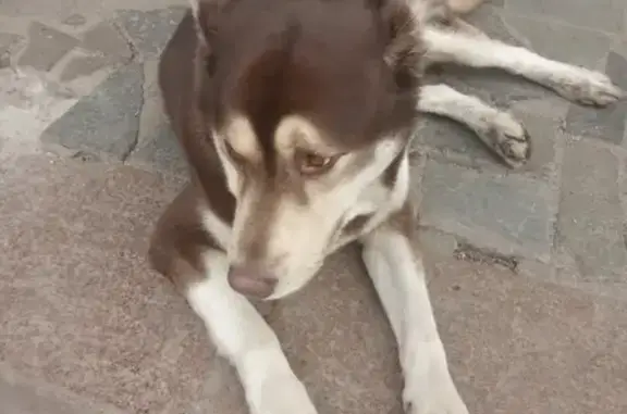Найдена собака на Онежской, 34 к1, ищем хозяев или передержку.